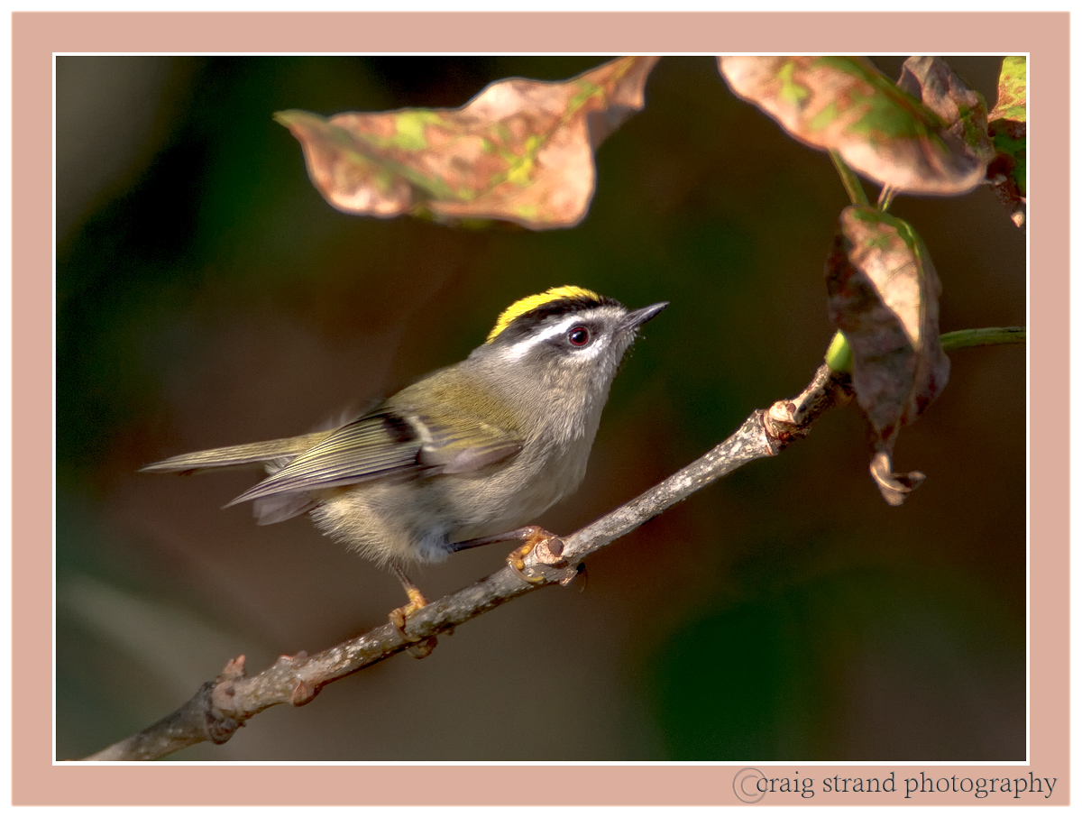 Golden Crowned Kinglet