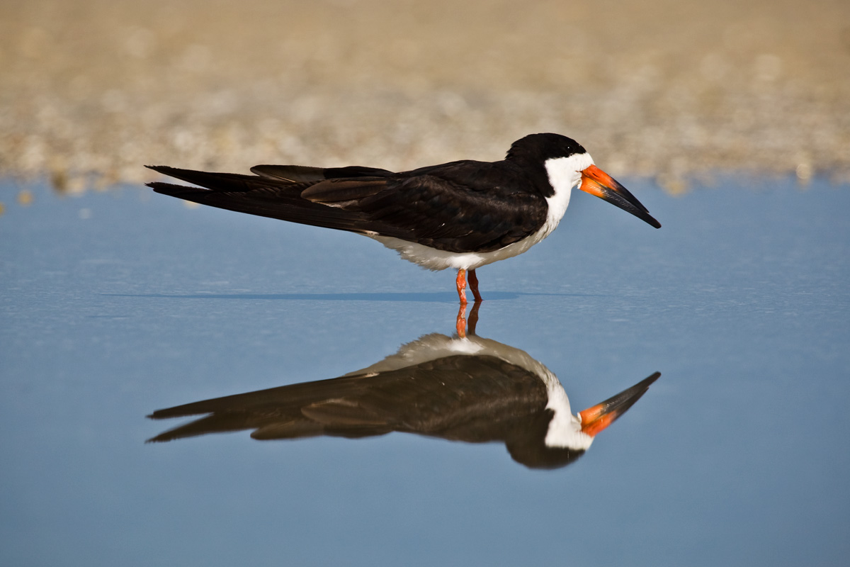 Black Skimmer
