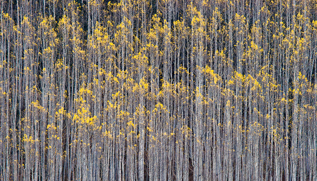 Rhythm of Forest