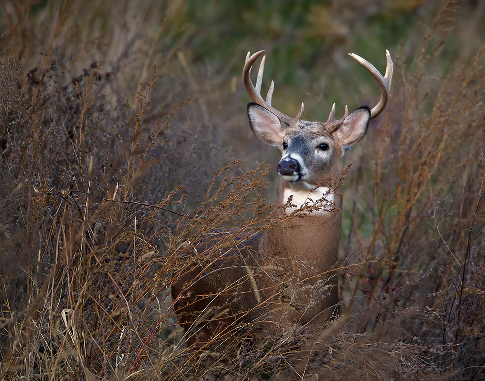 Whitetail Buck/Habitat