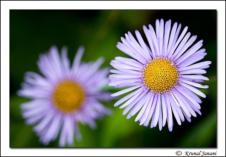 Himalayan fleabane + Repost