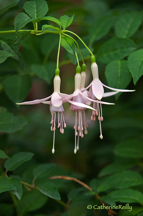 Four Fuchsia Ballerinas + v.2