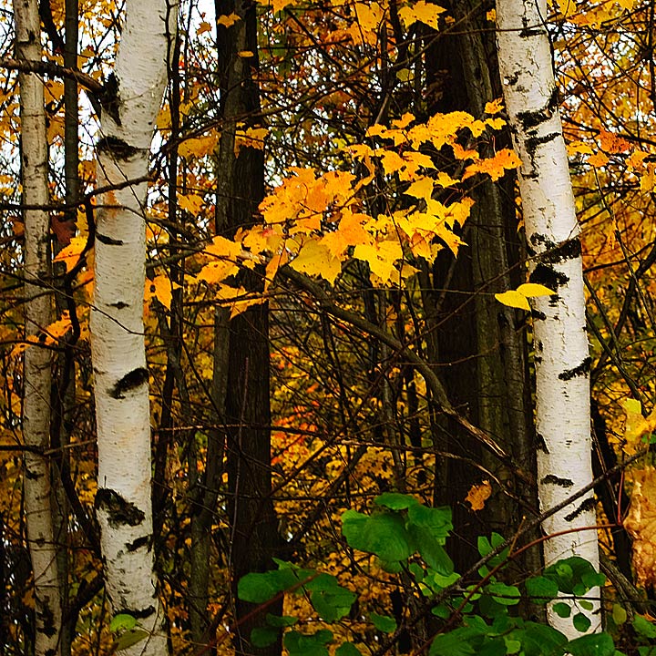 Yellow Green and White