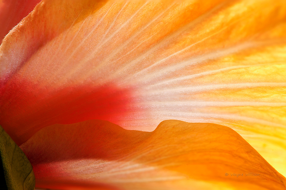 Hibiscus