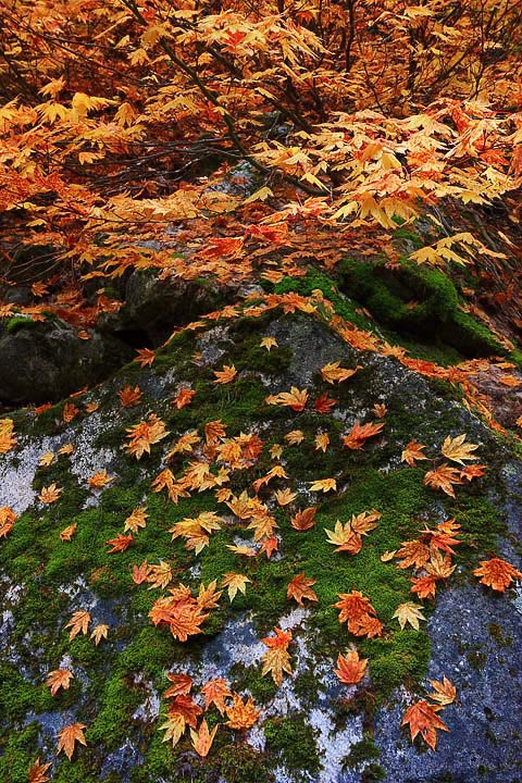 The Fallen