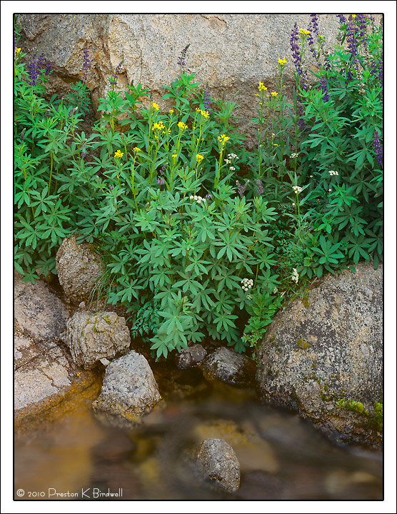 Flowers of August