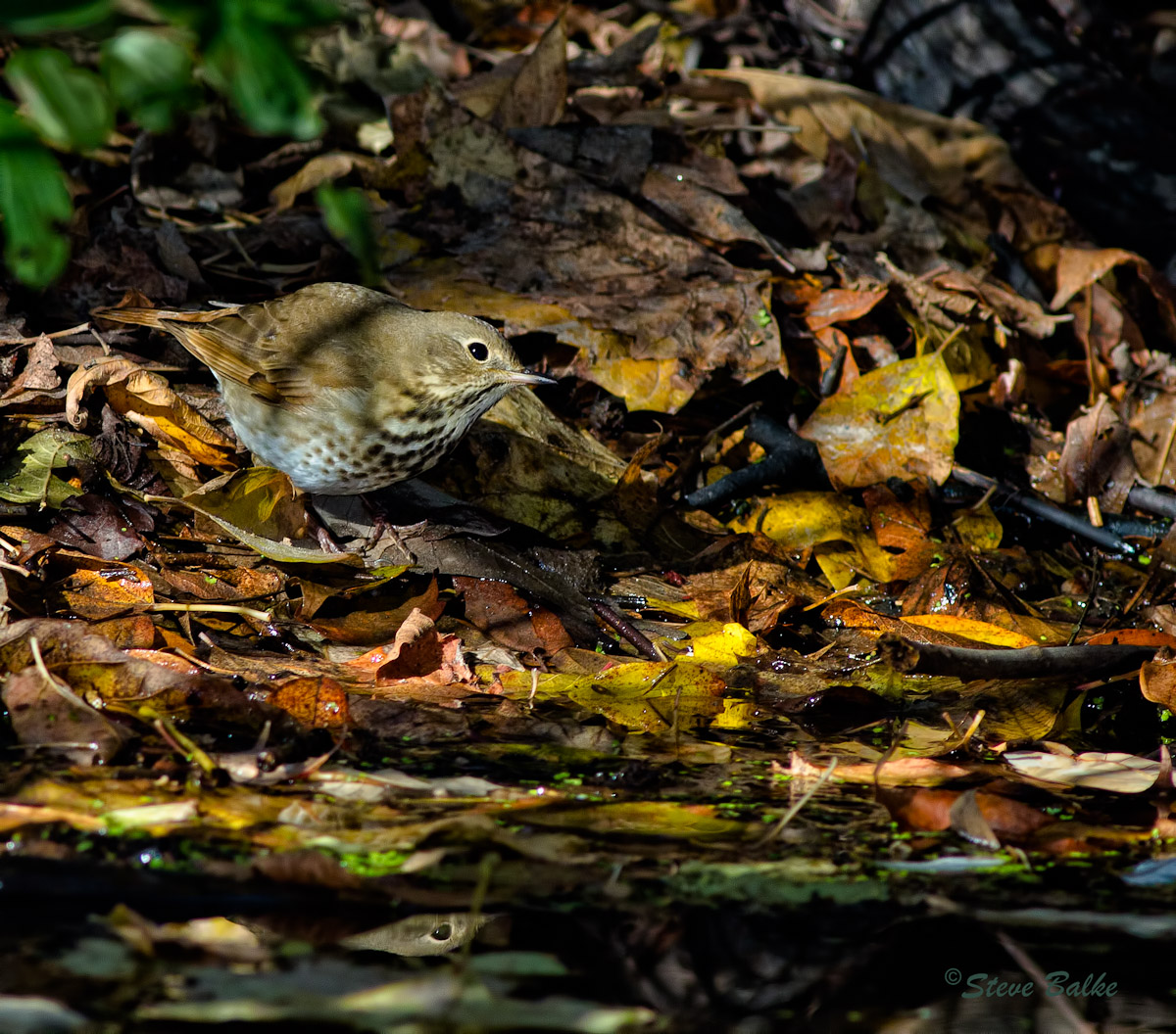 Thrush+Repost
