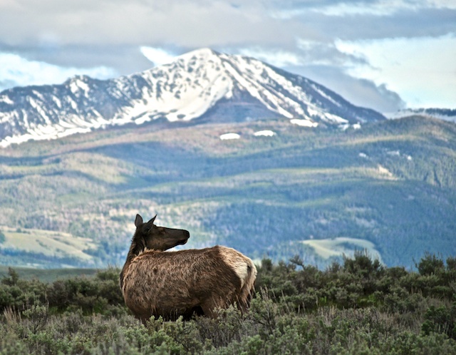 Teton Cow