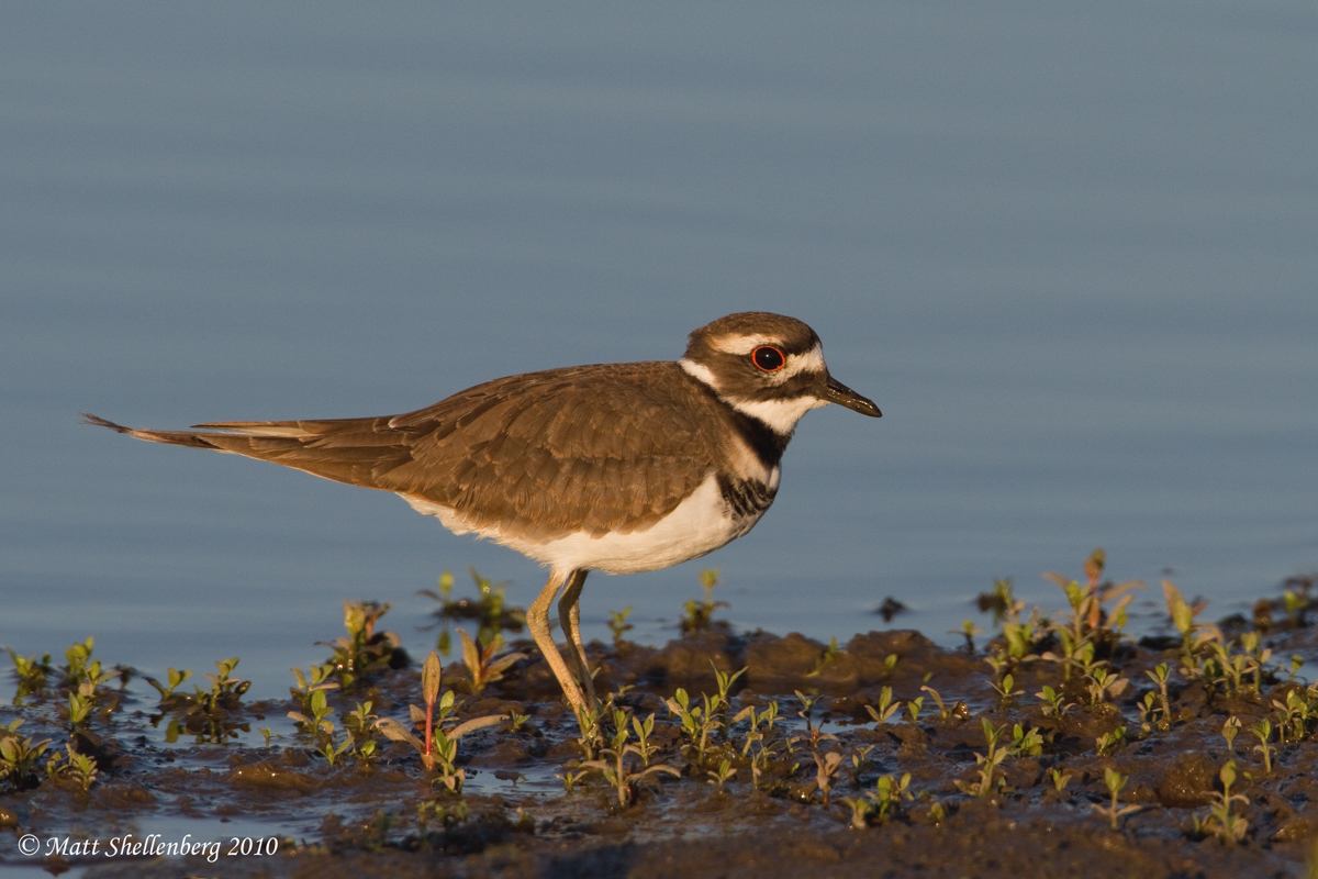 Killdeer