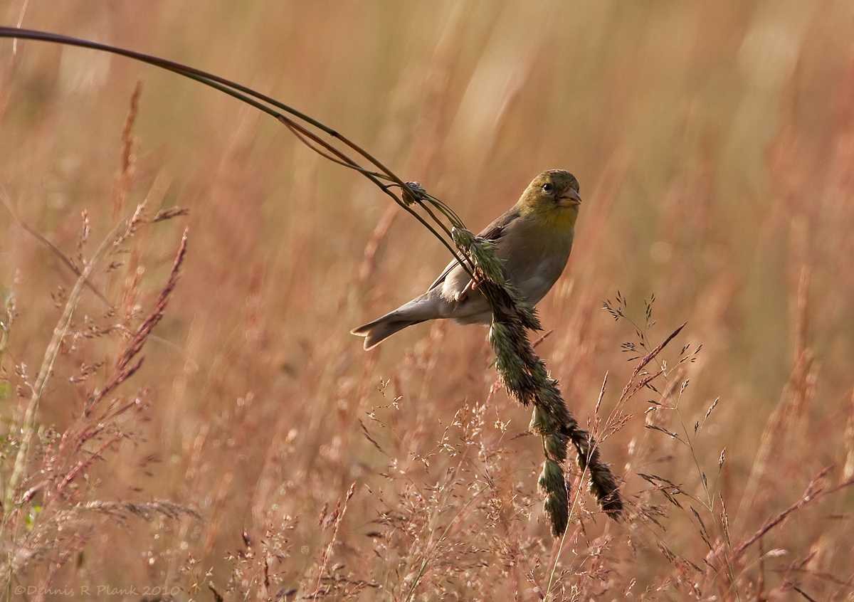 American Goldfinch