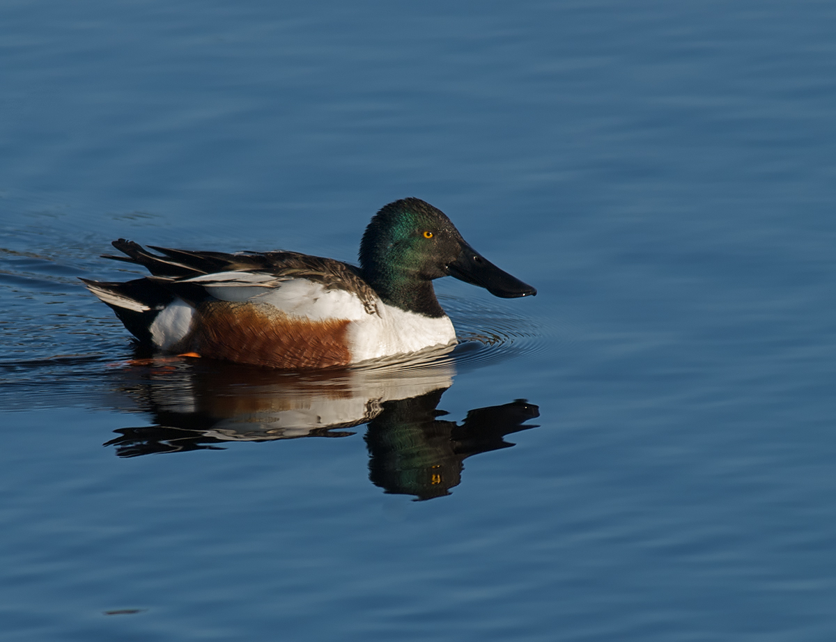 Northern Shoveler