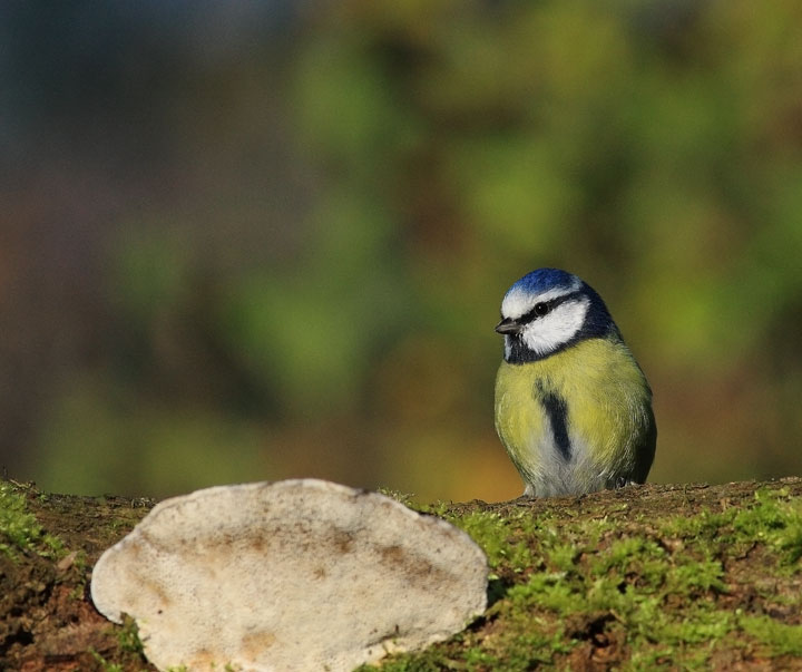Blue Tit
