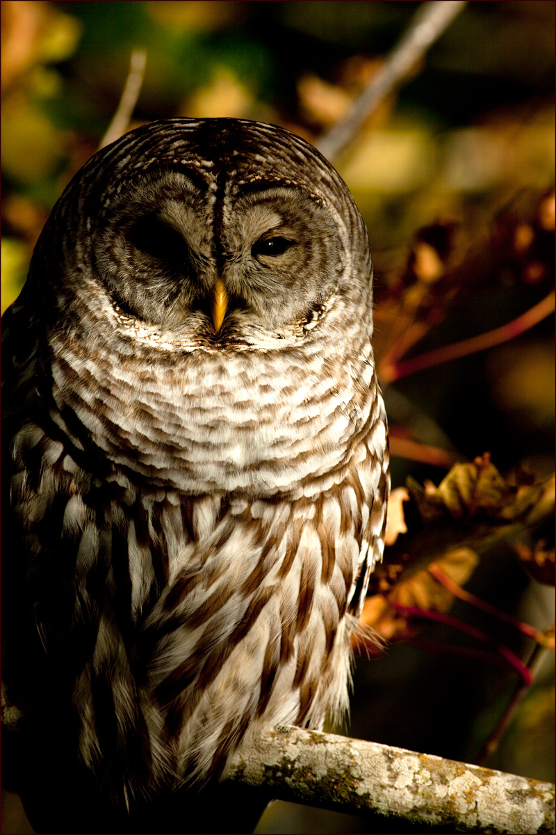 Barred Owl