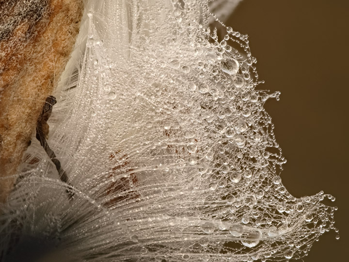 Milkweed seed pod 