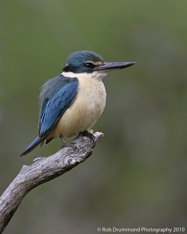Sacred Kingfisher