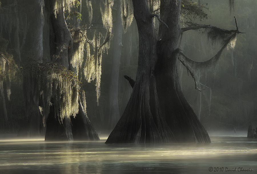 Cypress and Moss