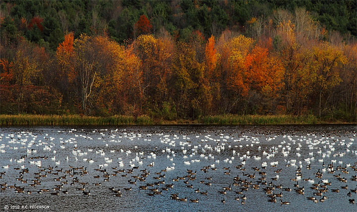 Geese On the Salmon