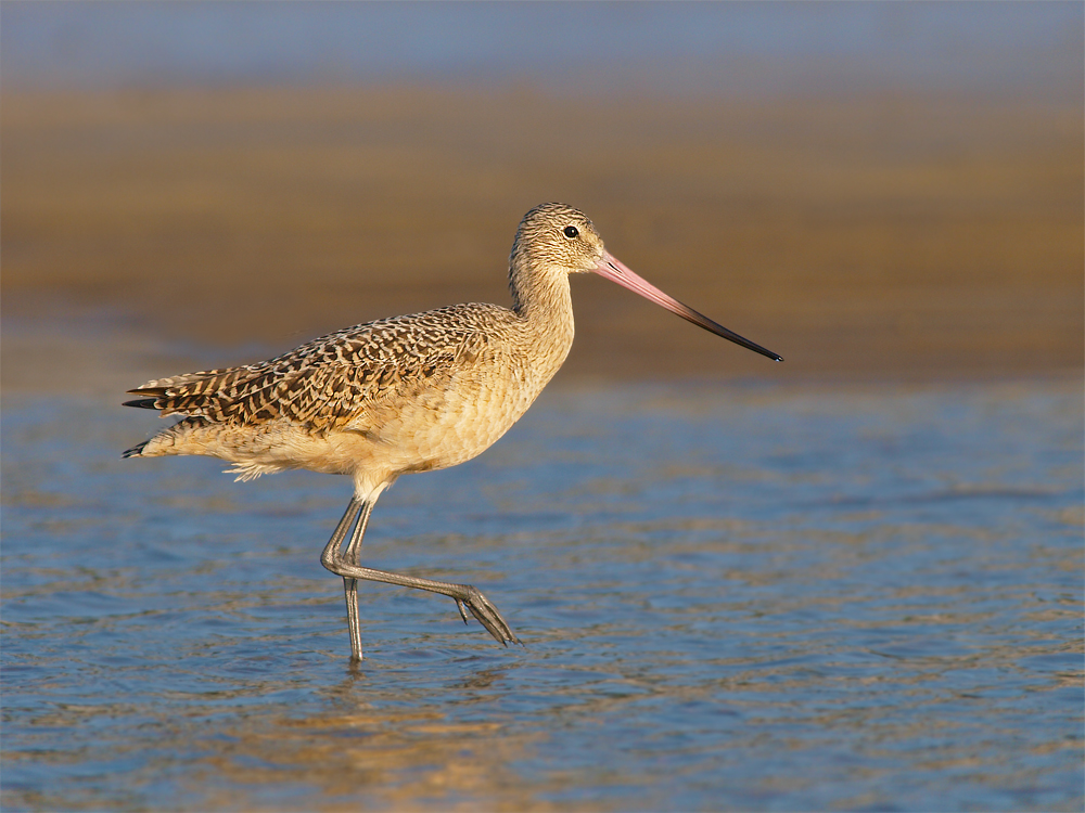 Marbled Godwit