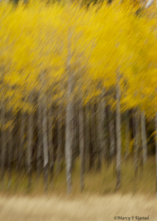 Aspen Impressions