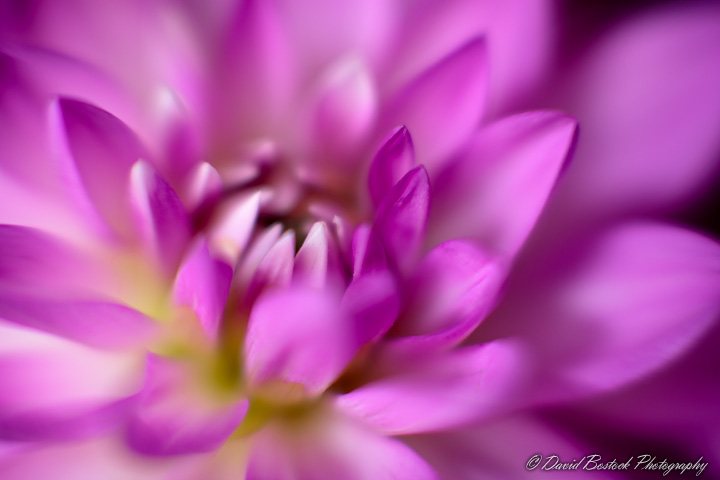 Soft Focus Dahlia