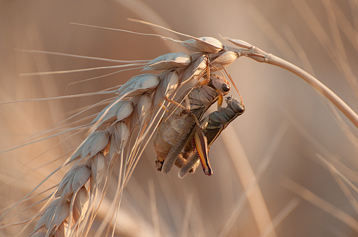 Mating Grasshoppers