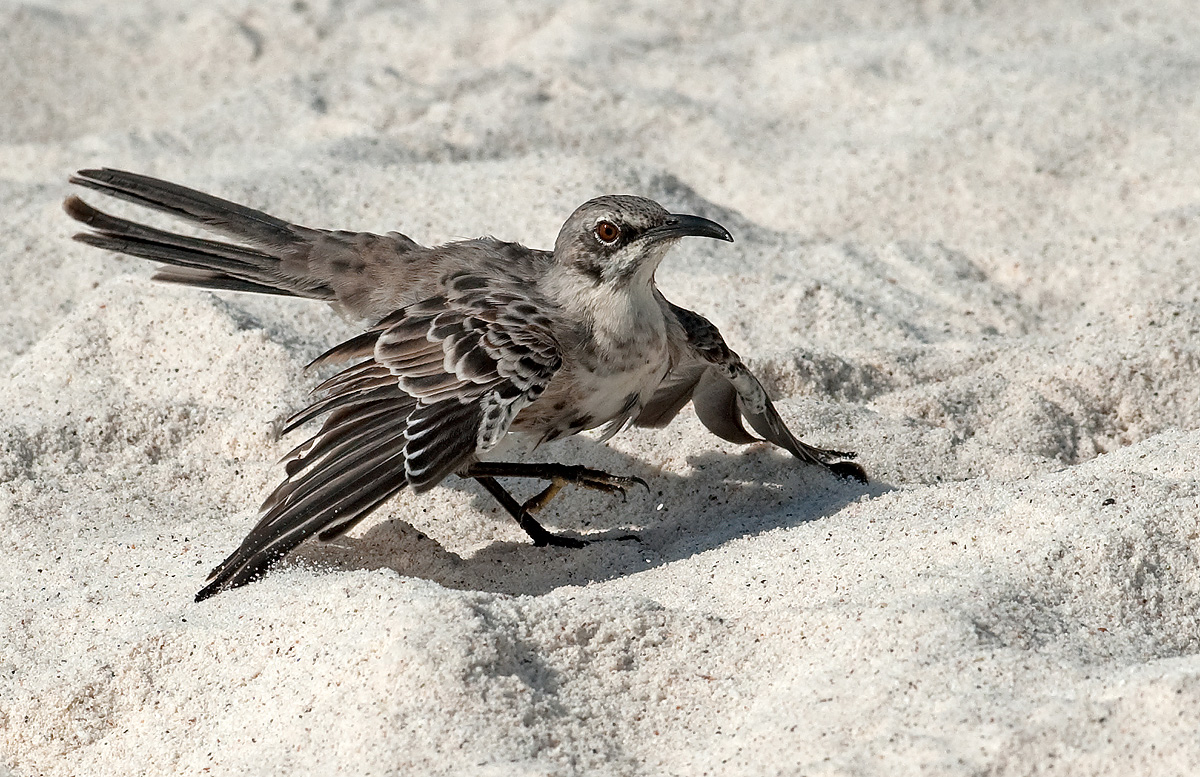 Mockingbird Defense