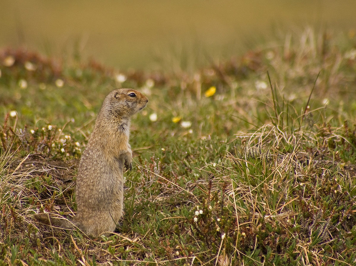 Arctic Ground Squirrel