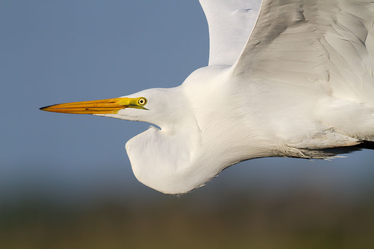 Great egret