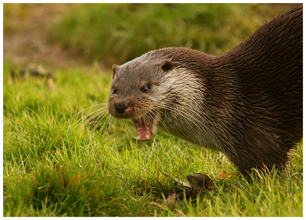 Otter (c)