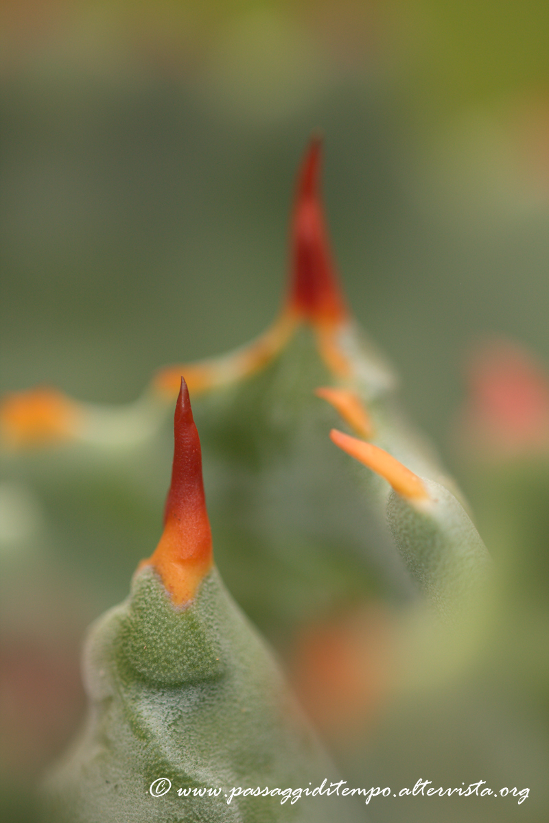 Agave Potatorum