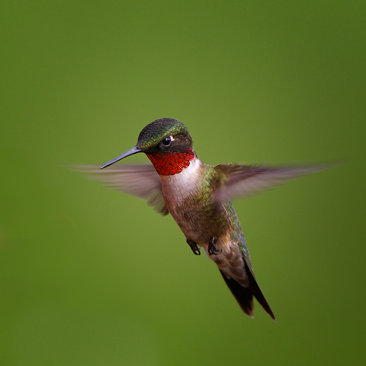Ruby Throated   