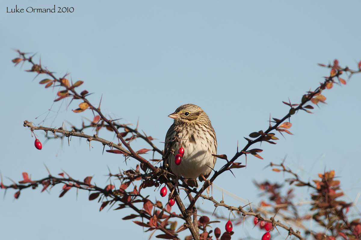 Savannah Sparrow