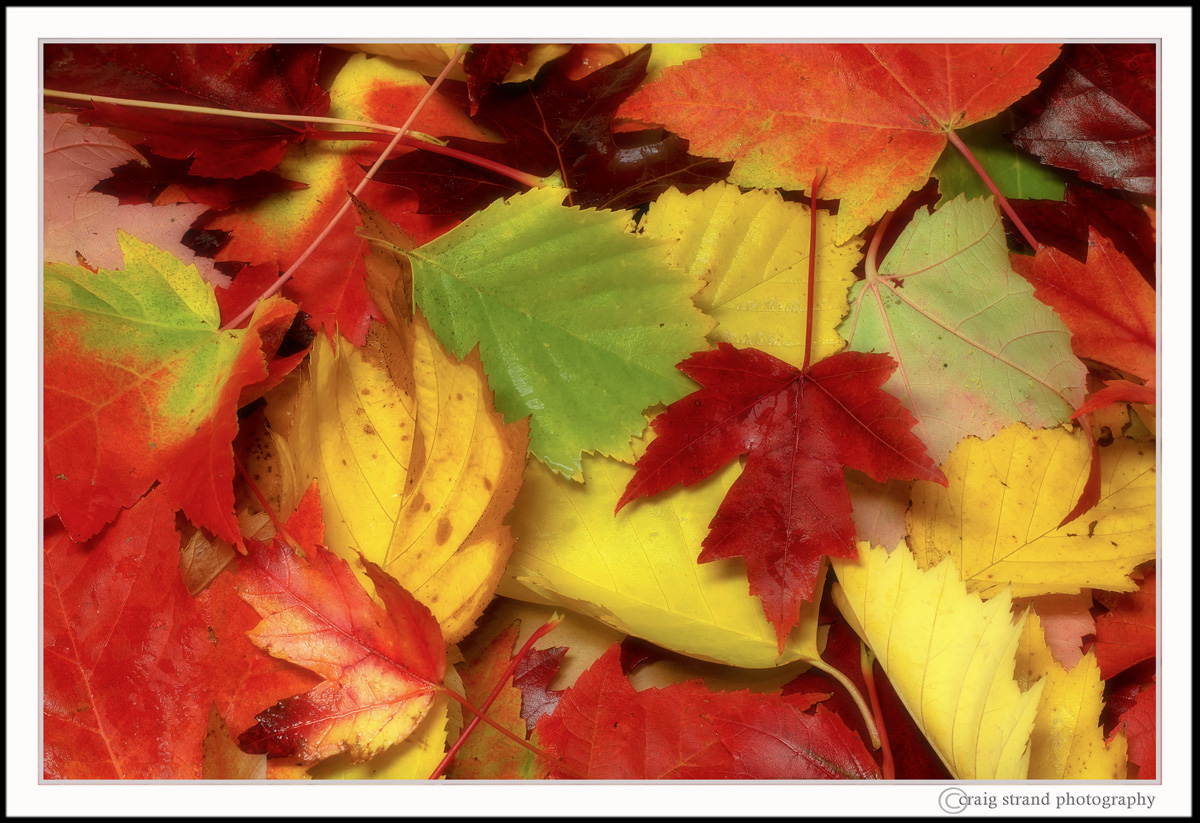 Autumn's Carpet
