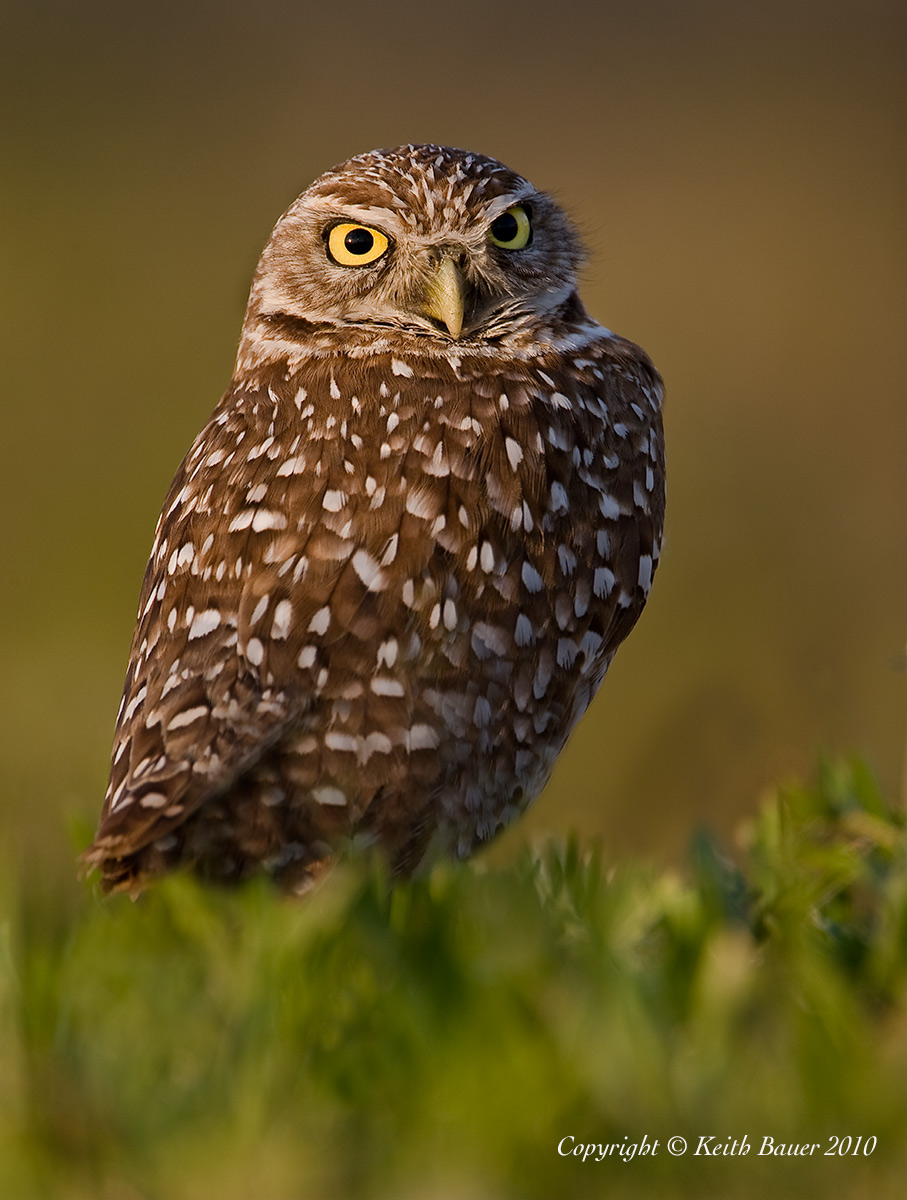 Burrowing Owl