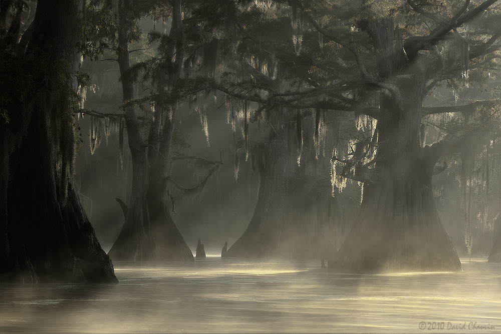 Cypress and Moss II