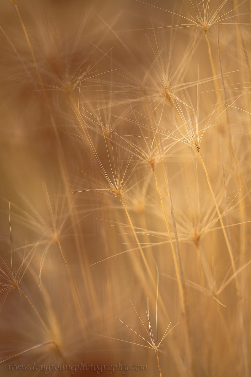 Prairie Microcosm w/ repost
