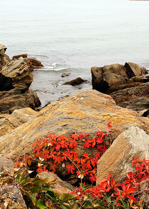 Rock Vine and Ocean
