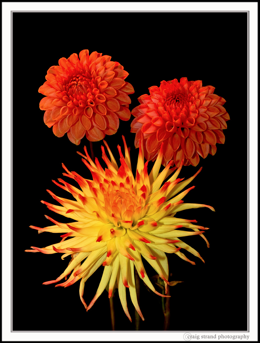 Dahlia Trio