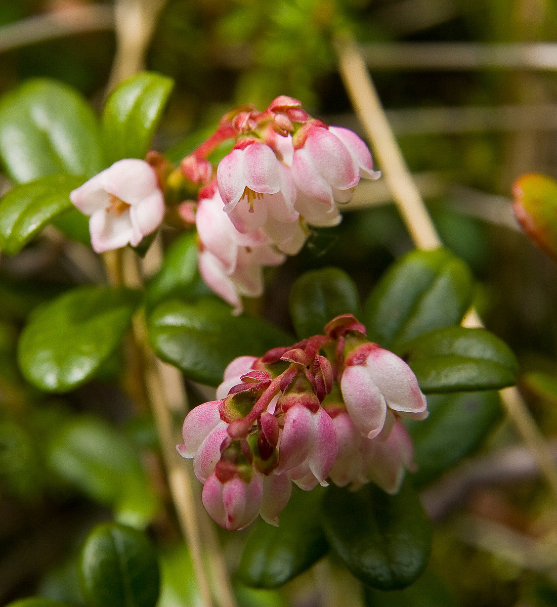 Flowers Alaska