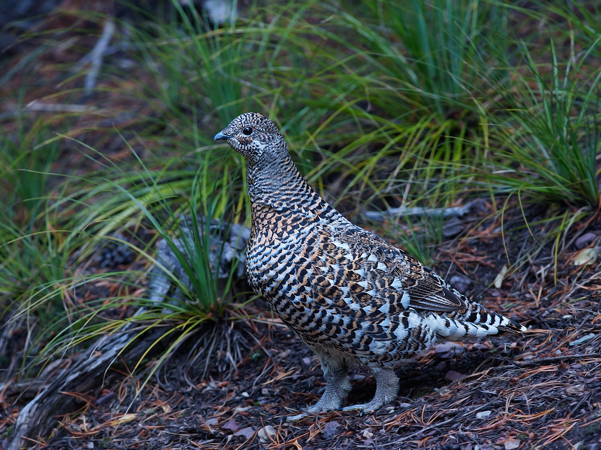 White Tailed Ptarmigan