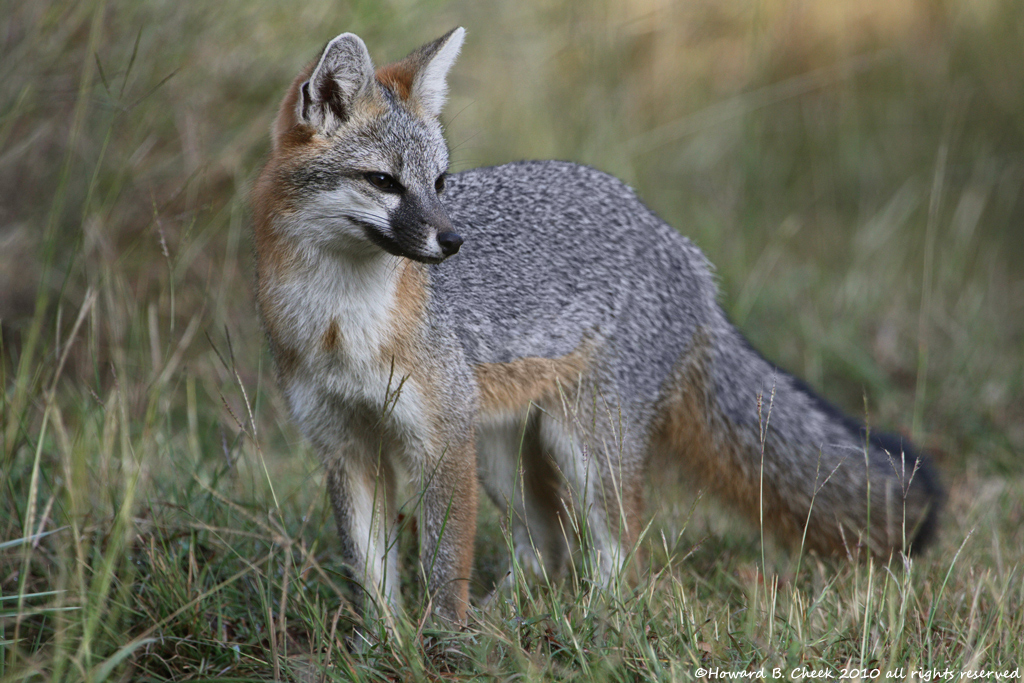 Texas Gray Fox