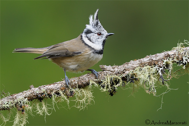 Crested Tit