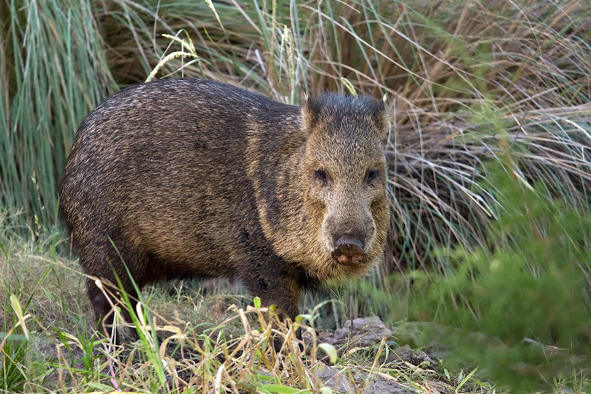West Texas Javelina