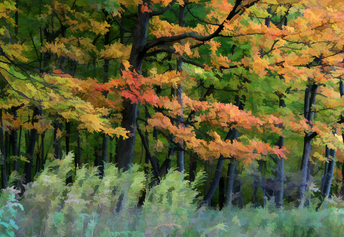 Fall Colors &Grass & reposts