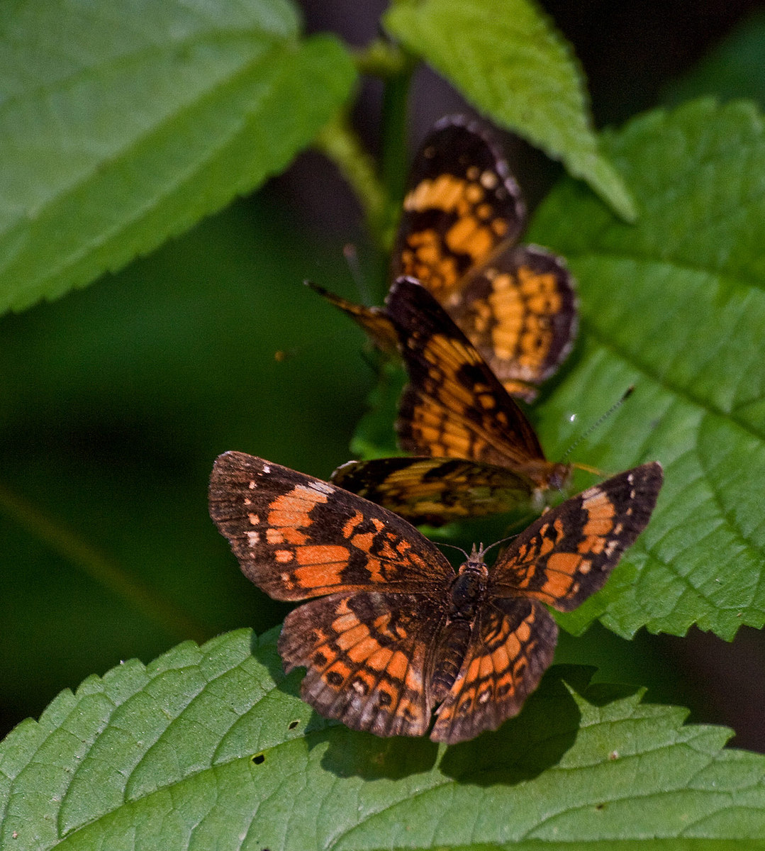 Butterflies in a Row