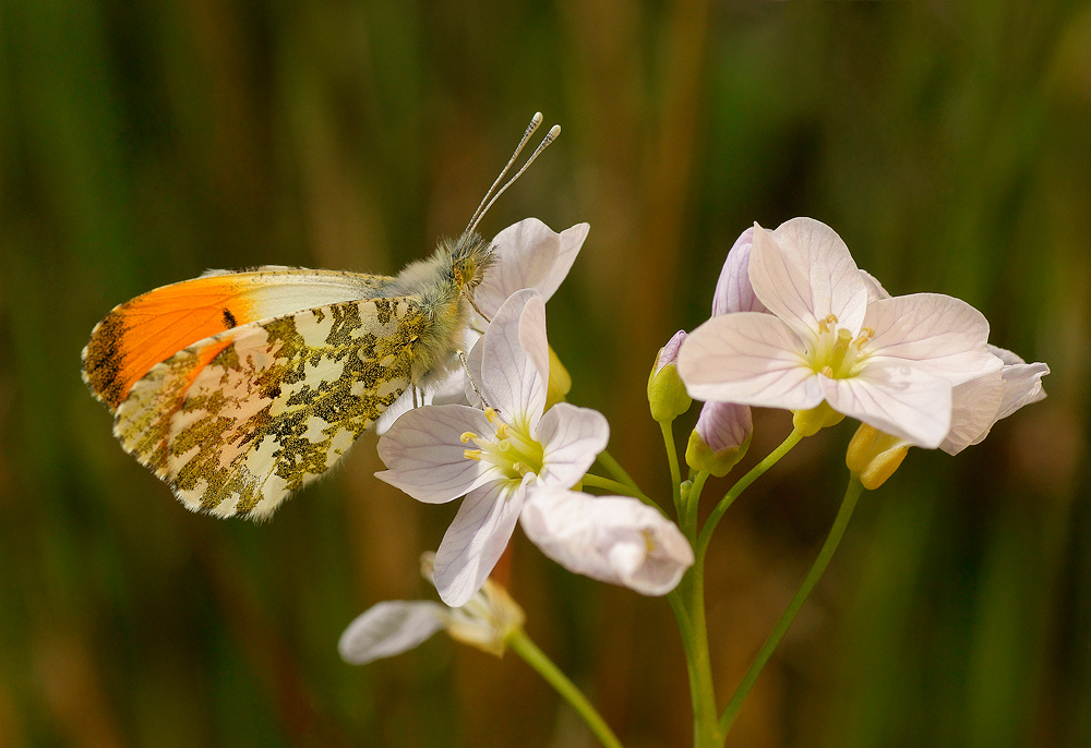 Male Orange Tip