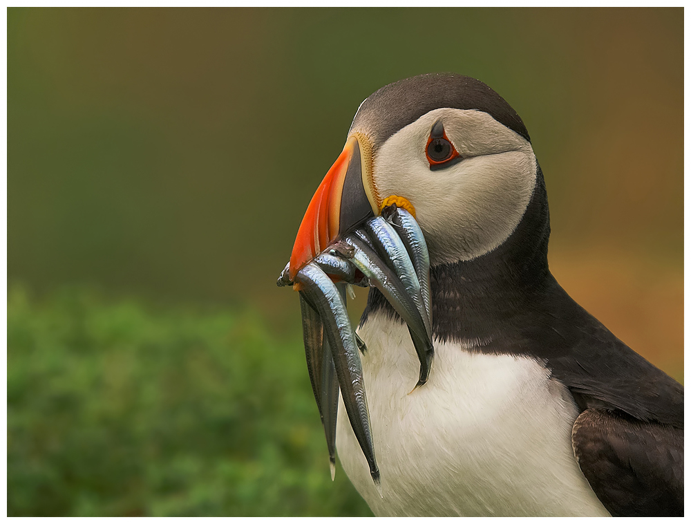 Puffin + rework