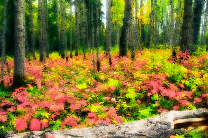 Faerie Forest