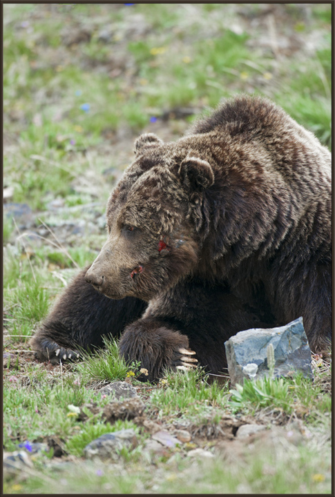 Wounded