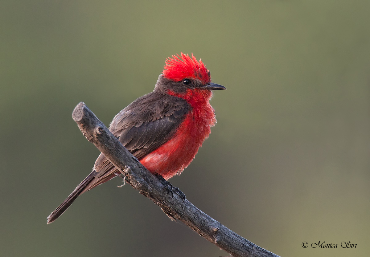 Vermillion Flycatcher+repost
